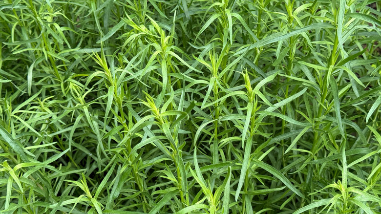 A garden bed full of healthy young French tarragon plants.