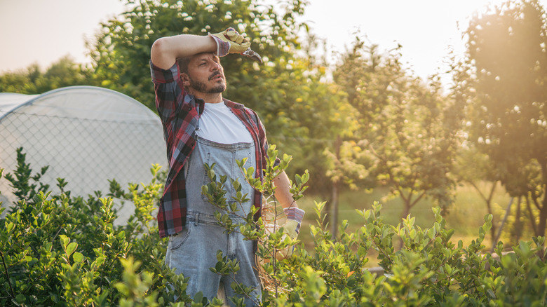 A gardener in a hot summer garden holds pruners in one hand and wipes sweat off his forehead.