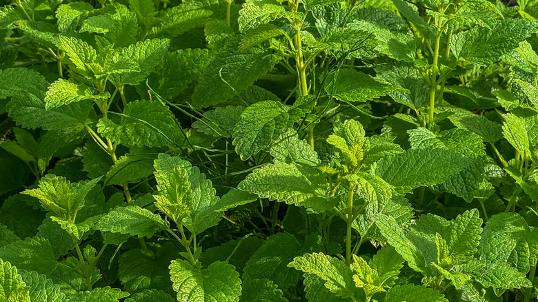 Lemon balm growing in a sunny garden.