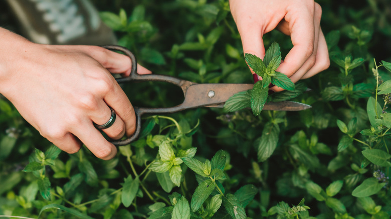 A gardener cuts some leaves off a healthy mint plant growing outdoors.