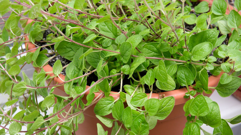 An thriving oregano plant fills a terra cotta pot.