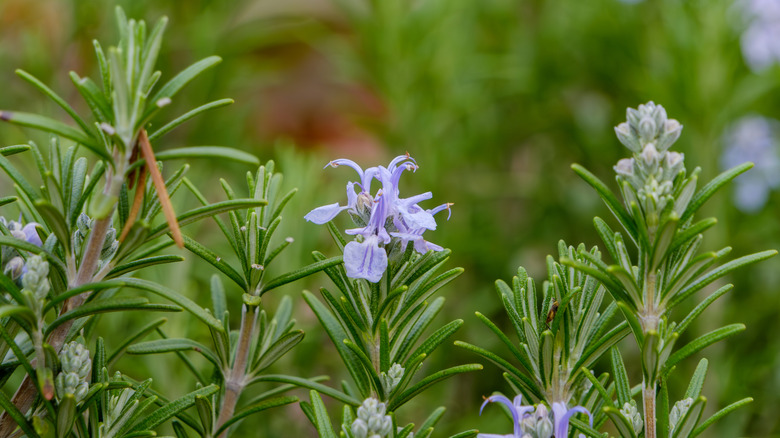 Purple-flowering rosemary stems against a blurry garden backdrop.