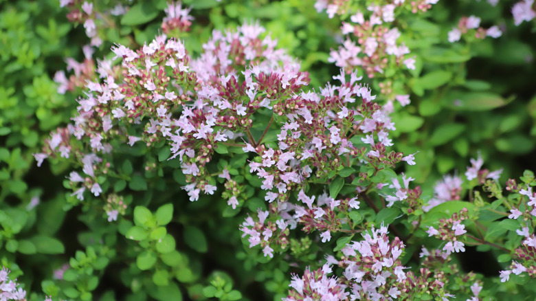 Light purple flowers on sweet marjoram growing outdoors.
