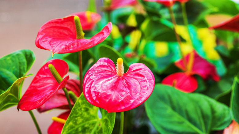 A closeup image of a waxy red anthurium
