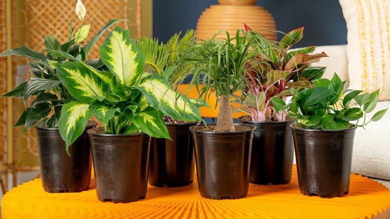 Six assorted houseplants in black plastic pots on an orange table, inside a home