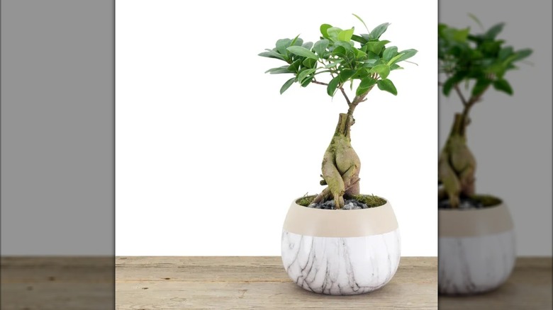 a ginseng ficus in a pot on a wood countertop