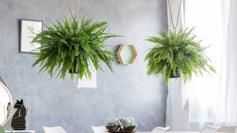 Two Boston ferns hanging from a ceiling above a dining room table