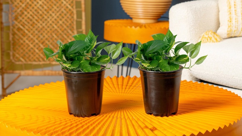 Two golden pothos on a yellow textured table in black plastic tubs
