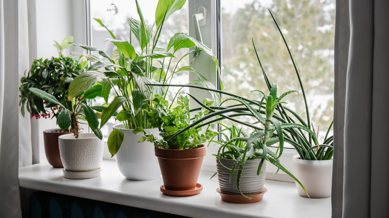 A series of houseplants in all different shapes and sizes of pits on a windowsill