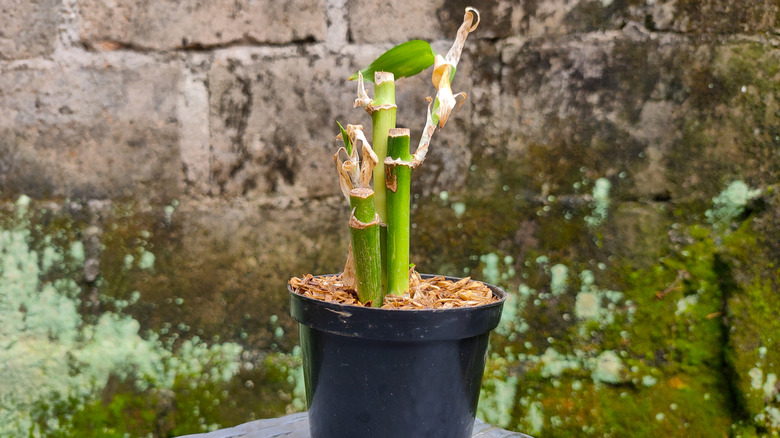 A small bamboo plant with three stems in a black pot