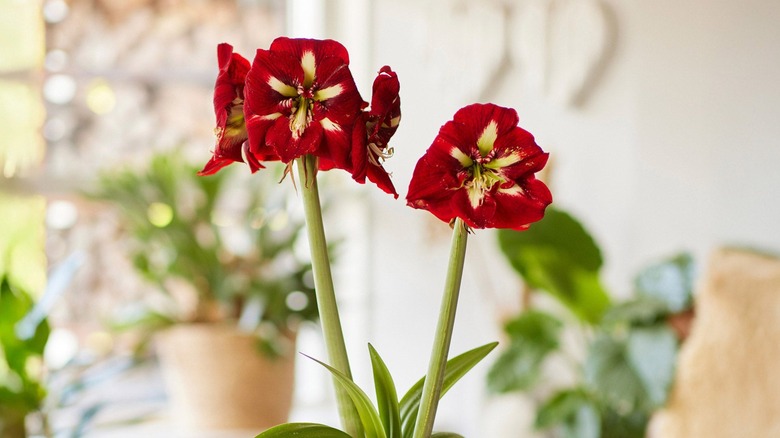 Amaryllis 'Barbados' in a pot inside the home with other green plants in the background