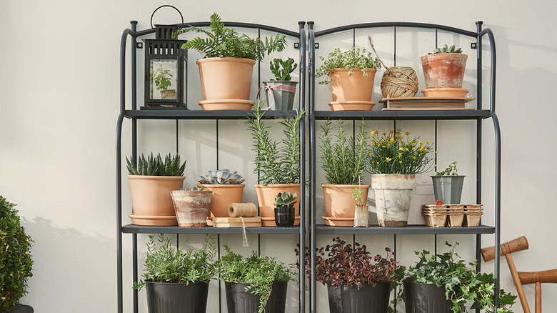 Various plants arranged across two 4-tier LÄCKÖ outdoor shelving units
