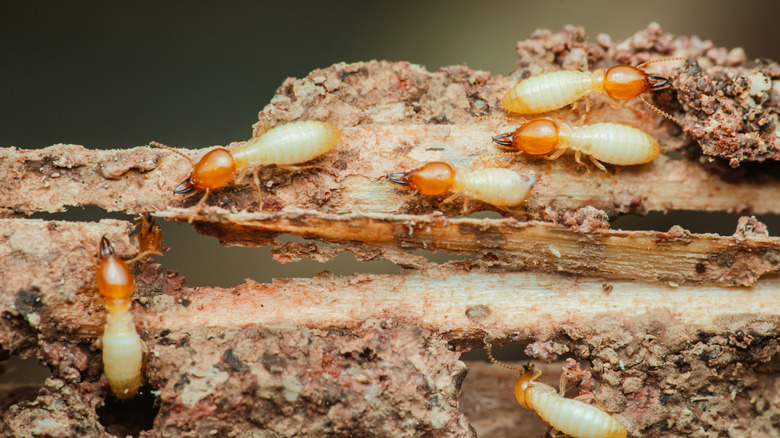 Termites feeding on a piece of wood