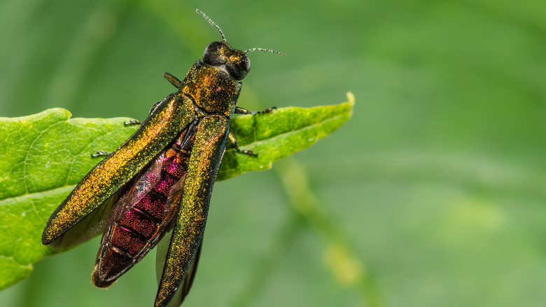 An emerald ash borer beetle on a leaf