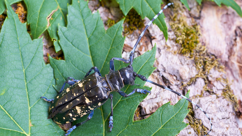 An Asian longhorn beetle standing on a leaf