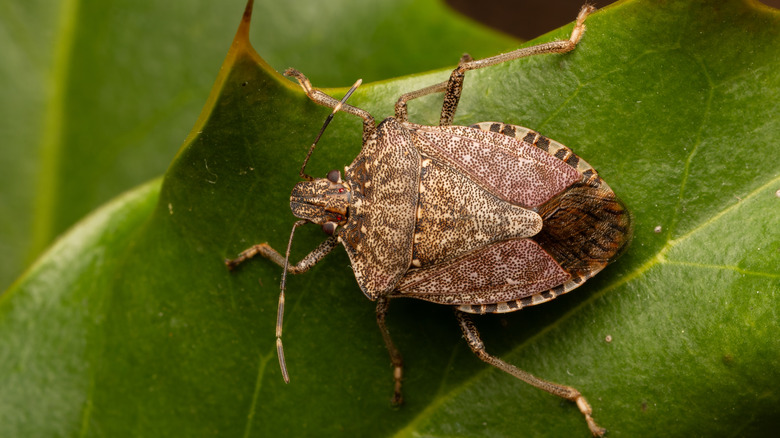 Close-up of a brown marmorated stink bug
