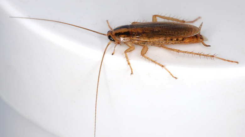 A German cockroach on a bathroom sink