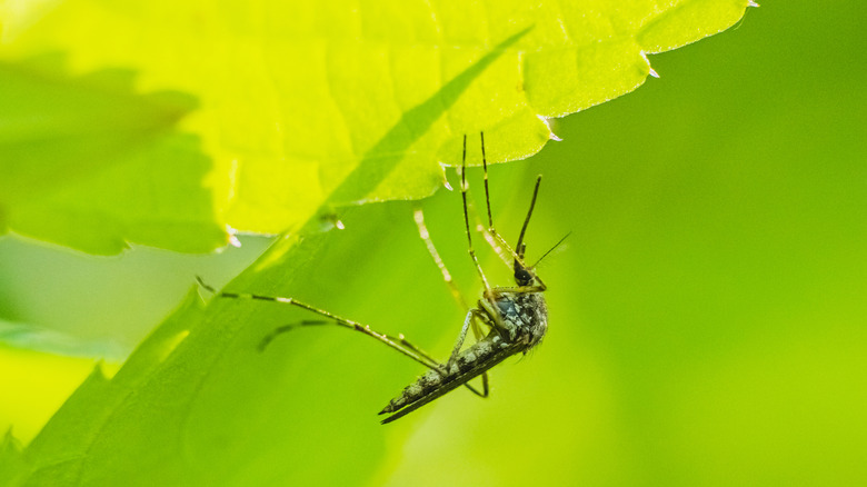 Close-up of a mosquito on a green leaf