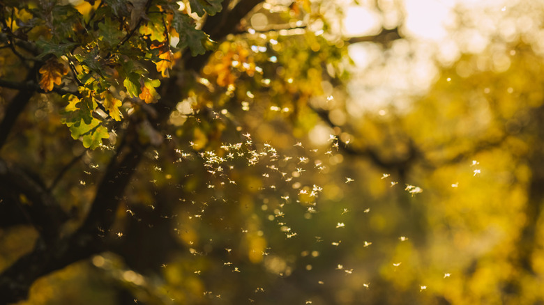 A swarm of mosquitoes at dusk