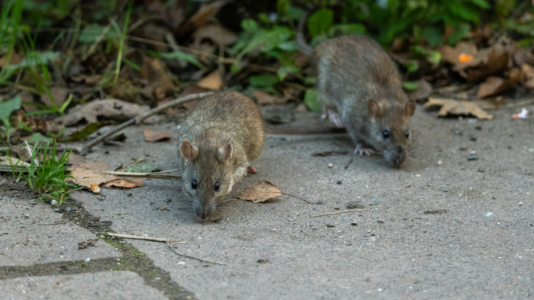 Two rats foraging for food