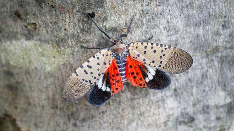 A top-down view of a spotted lanternfly