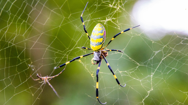 A brightly-colored Joro spider on a web