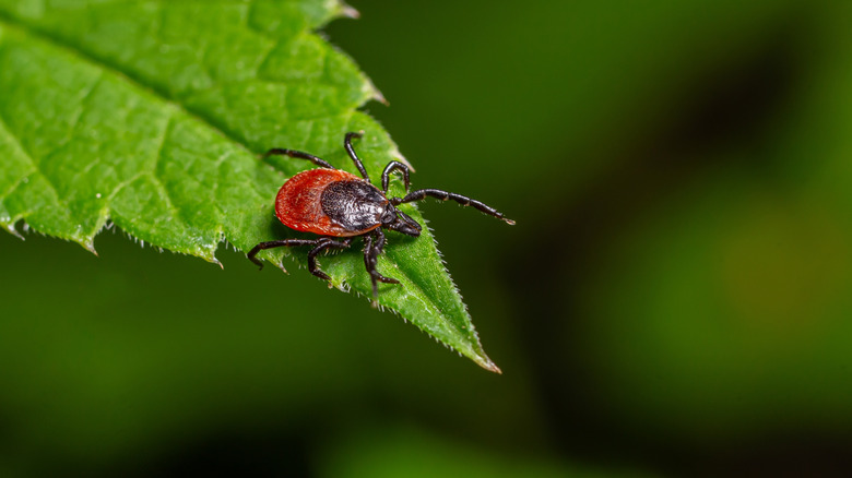 A tick clinging to a leaf