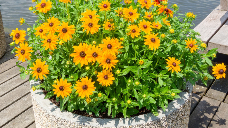 a container of of Black-eyed Susan with yellow blooms