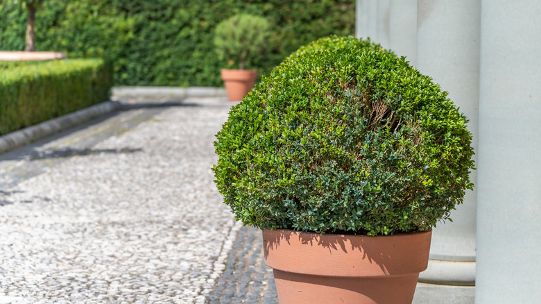 A round potted boxwood shrub in the sun