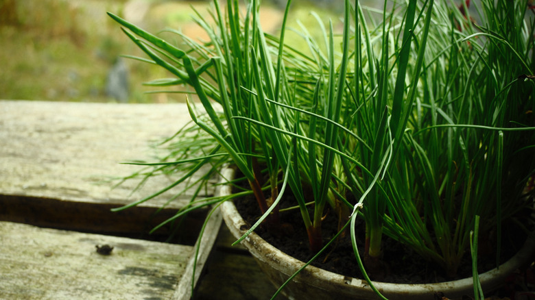 a pot of chives