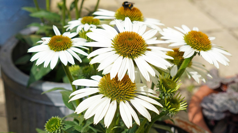 Closeup of white Coneflower growing in a pot
