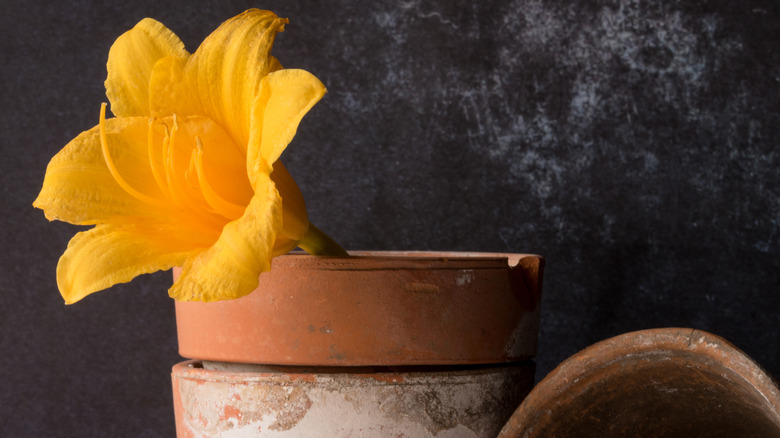 Yellow Daylily in a Clay Pot