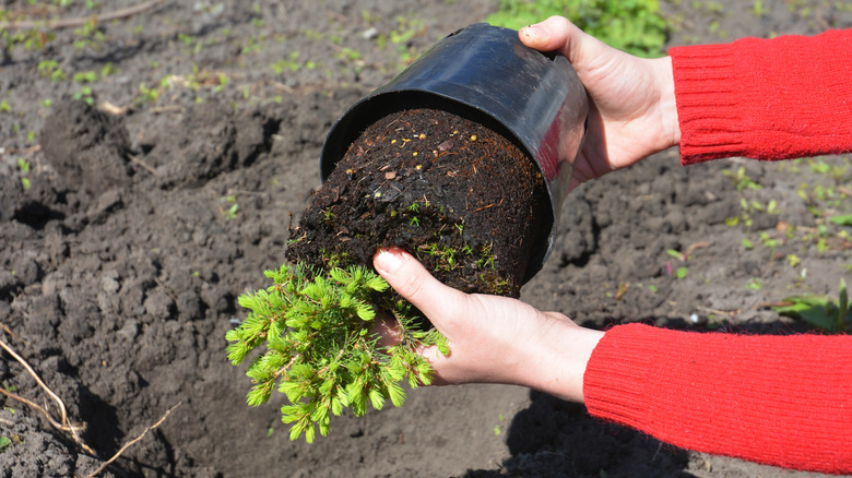 A gardener removes a Dwarf Alberta Spruce from a pot