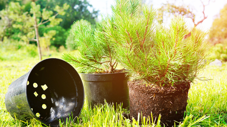 potted Dwarf Mugo Pine next to one taken out of its pot