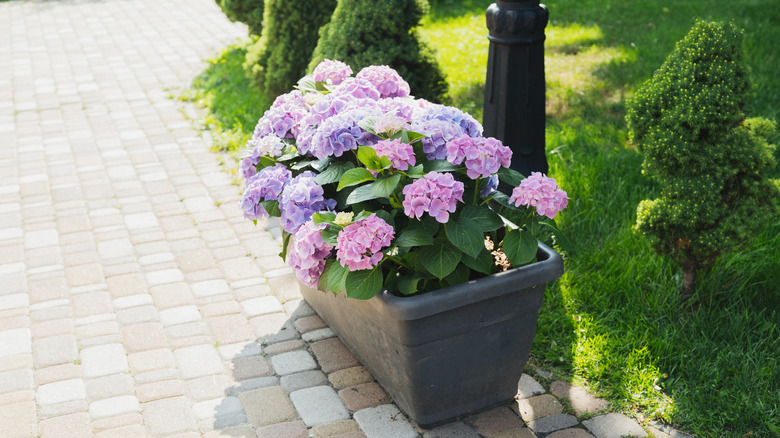 Bright pink and purple hydrangeas in a container beside a cobblestone path.
