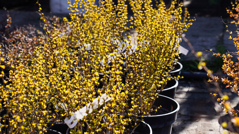 Spirea shrubs with blossoming leaves on branches, grown in pots