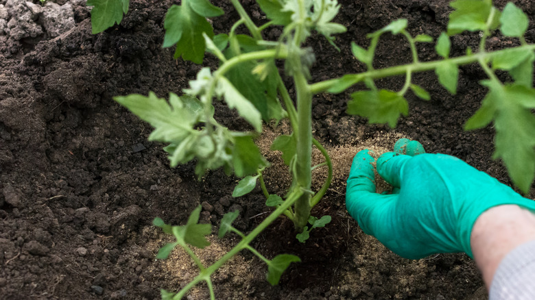 A person adding bone meal near a plant