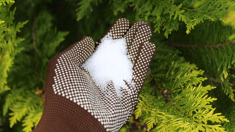 epsom salt in a hand with gloves