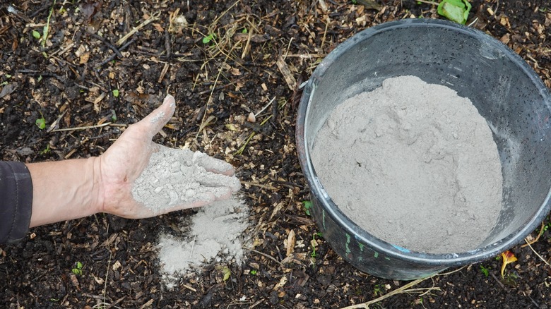 A gardener spreads ash on top of soil