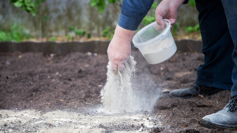 A man adding lime to the soil