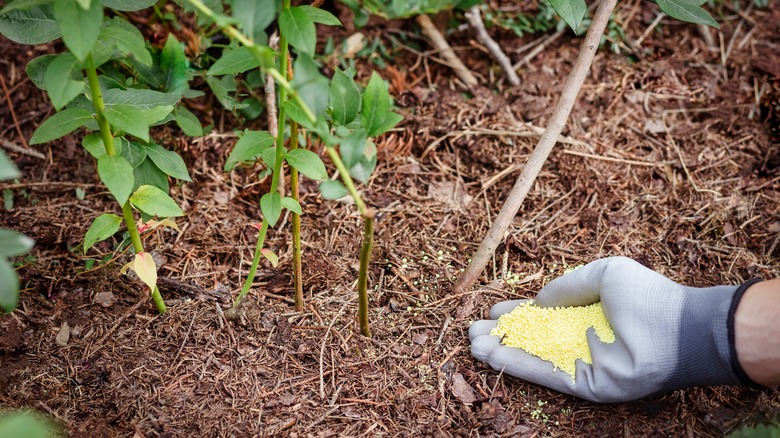 A person adding sulfur to the garden soil