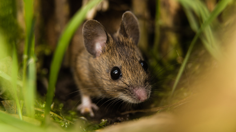 field mouse among grass blades