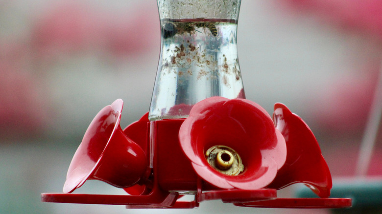 A dirty nectar feeder