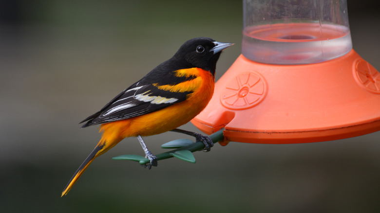 An oriole perched on an orange nectar feeder