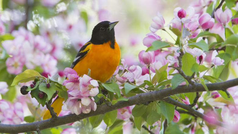 A Baltimore Oriole perched in a tree full of blossoms