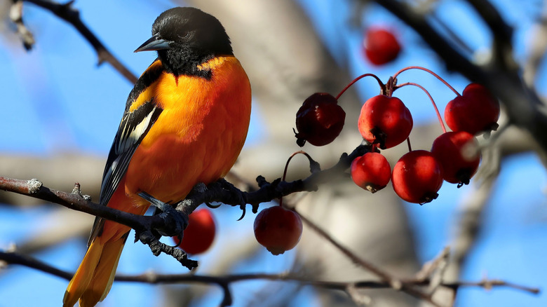 Baltimore Oriole on a fruiting tree