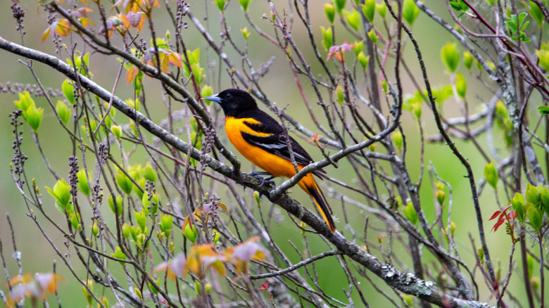 A Baltimore Oriole sits in a tree