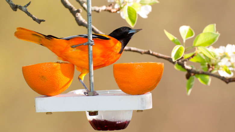 Balitmore oriole at a feeder