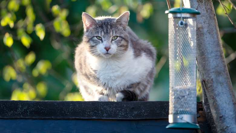 A cat is watching a bird feeder