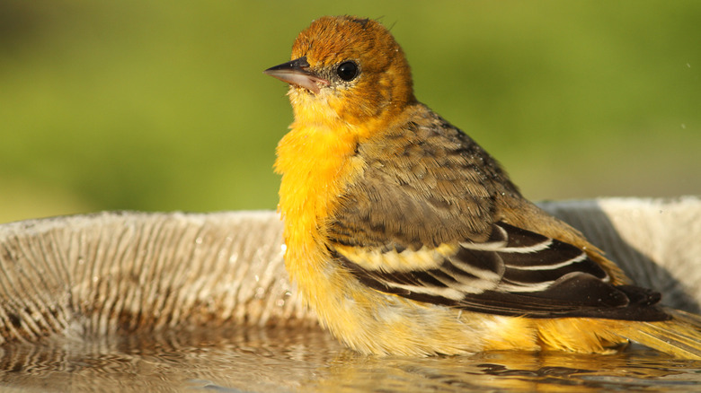 Female oriole in a bird bath